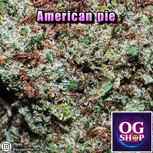Cannabis flower Name : American pie (Pyramid seeds) Grow by OG team From OG shop Thailand Cannabis midgrade sativa buds 100/g American pie (Pyramid seeds) ปลูกโดย OG team จาก OG shop ประเทศไทย