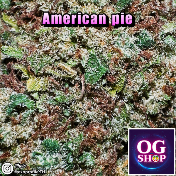 Cannabis flower Name : American pie (Pyramid seeds) Grow by OG team From OG shop Thailand Cannabis midgrade sativa buds 100/g American pie (Pyramid seeds) ปลูกโดย OG team จาก OG shop ประเทศไทย