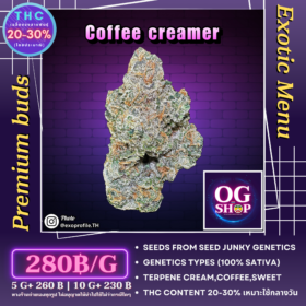 Cannabis flower Name Coffee creamer (Seed junky genetics) Grow by OG team From OG shop Thailand Sativa weed top shelf 100% ดอกแห้ง Coffee creamer (Seed junky genetics) ปลูกโดย OG team จาก OG shop ประเทศไทย