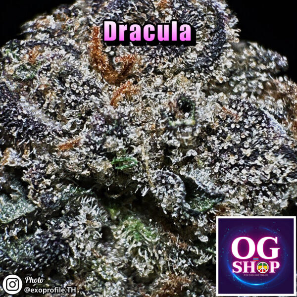 Cannabis flower Name Dracula (In house genetics) Grow by OG team From OG shop Thailand Cannabis farm Krabi town Thailand ดอกแห้ง Dracula (In house genetics) ปลูกโดย OG team จาก OG shop ฟาร์มกัญชาในจังหวัดกระบี่ ประเทศไทย