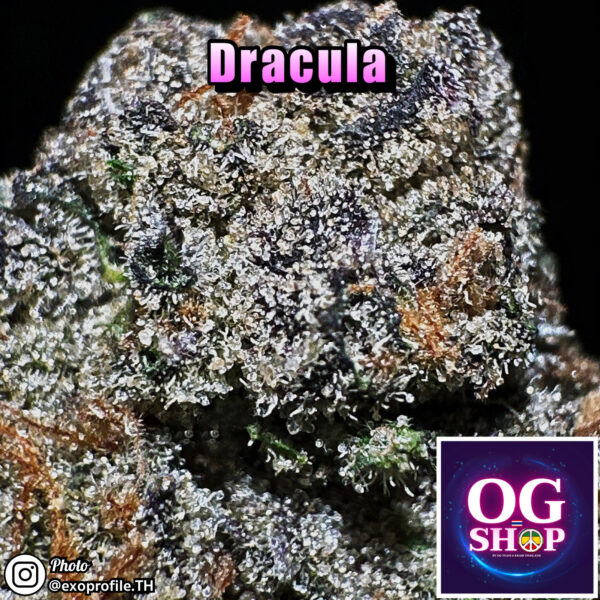 Cannabis flower Name Dracula (In house genetics) Grow by OG team From OG shop Thailand Cannabis farm Krabi town Thailand ดอกแห้ง Dracula (In house genetics) ปลูกโดย OG team จาก OG shop ฟาร์มกัญชาในจังหวัดกระบี่ ประเทศไทย