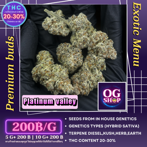 Cannabis flower Name Platinum valley (In house genetics) Grow by OG team From OG shop Thailand Home grow Cannabis farm Exotic weeds Krabi town/Ao-nang ดอกแห้ง Marshmallow og Platinum valley (In house genetics) ปลูกโดย OG team จาก OG shop ฟาร์มกัญชาในจังหวัดกระบี่ ประเทศไทย