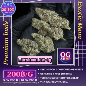 Cannabis flower Name Marshmallow og (Compound genetics) Grow by OG team From OG shop Thailand Home grow Cannabis farm Exotic weeds Krabi town/Ao-nang ดอกแห้ง Marshmallow og (Compound genetics) ปลูกโดย OG team จาก OG shop ฟาร์มกัญชาในจังหวัดกระบี่ ประเทศไทย