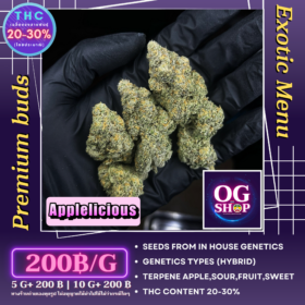 Cannabis flower Name Applelicious (In house genetics)(Hybrid) Grow by OG team From OG shop Thailand Home grow Cannabis farm Exotic weeds Krabi town/Ao-nang ดอกแห้ง Applelicious (In house genetics)(Hybrid) ปลูกโดย OG team จาก OG shop ฟาร์มกัญชาในจังหวัดกระบี่ ประเทศไทย