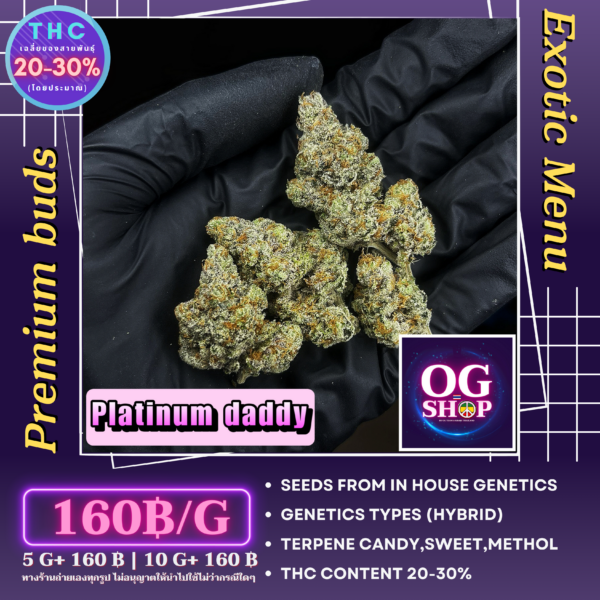 Cannabis flower Name Platinum daddy (In house genetics)(Hybrid) Grow by OG team From OG shop Thailand Home grow Cannabis farm Exotic weeds Krabi town/Ao-nang ดอกแห้ง Platinum daddy (In house genetics)(Hybrid) ปลูกโดย OG team จาก OG shop ฟาร์มกัญชาในจังหวัดกระบี่ ประเทศไทย